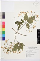 串鼻龍藏品圖，第1張