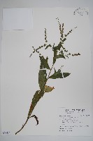 琉璃草藏品圖，第1張