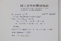 琉璃草藏品圖，第2張