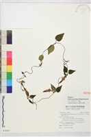 里龍山肺形草藏品圖，第1張