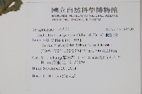 假酸漿藏品圖，第5張