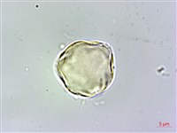 假酸漿藏品圖，第2張