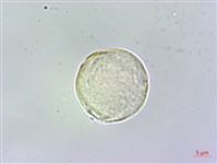 假酸漿藏品圖，第3張