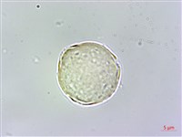 假酸漿藏品圖，第4張