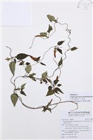 里龍山肺形草藏品圖，第1張