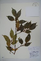 毛梗細果冬青藏品圖，第1張