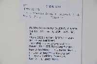 毛梗細果冬青藏品圖，第2張