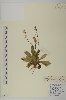 異花免兒風藏品圖，第1張