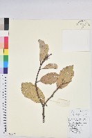 高山栲藏品圖，第1張