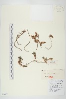 輪葉景天藏品圖，第1張