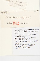 輪葉景天藏品圖，第2張