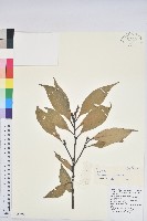 光葉石櫟藏品圖，第1張