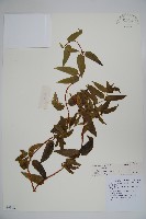 貴州忍冬藏品圖，第1張