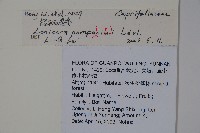 貴州忍冬藏品圖，第2張