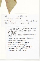 頭狀四照花藏品圖，第2張