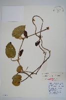 寶興馬兜花藏品圖，第1張