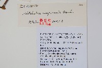 寶興馬兜花藏品圖，第2張