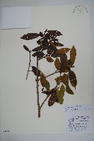 毛梗細果冬青藏品圖，第1張