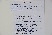 毛梗細果冬青藏品圖，第2張