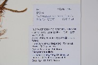 三角咪草藏品圖，第2張