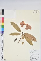 馬纓花藏品圖，第1張