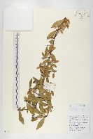 小葉胡頹子藏品圖，第1張