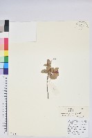 老鴉炮藏品圖，第1張