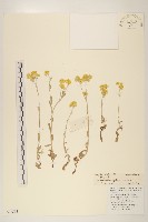 鼠麴草藏品圖，第1張