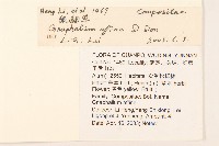 鼠麴草藏品圖，第2張