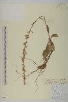 台灣鬼督郵藏品圖，第1張