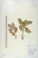 宜昌胡頹子藏品圖，第1張