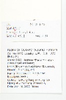 宜昌胡頹子藏品圖，第2張