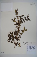 女貞葉忍冬藏品圖，第1張