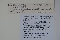 女貞葉忍冬藏品圖，第2張