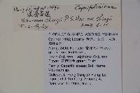 漾濞莢迷藏品圖，第2張