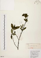 山胡椒藏品圖，第1張