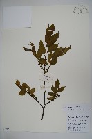 毛梗細果冬青藏品圖，第1張