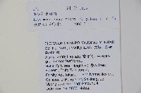 毛梗細果冬青藏品圖，第2張