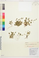 西南毛茛藏品圖，第1張