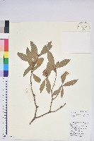 碟花杜鵑藏品圖，第1張