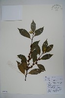 毛梗細果冬青藏品圖，第1張