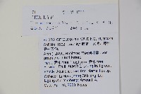 毛梗細果冬青藏品圖，第2張