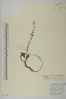 長穗兔兒風藏品圖，第1張