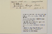 長穗兔兒風藏品圖，第2張