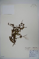 杯萼忍冬藏品圖，第1張