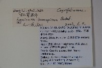 杯萼忍冬藏品圖，第2張