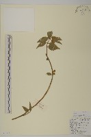 扶芳藤藏品圖，第1張