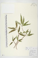 西藏青莢葉藏品圖，第1張