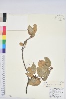 黃毛青岡藏品圖，第1張