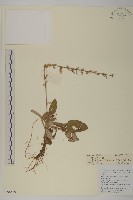 台灣鬼督郵藏品圖，第1張